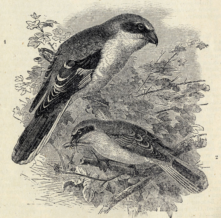 1.   (Lanius excubitor). 2.  (Lanius collurio); 1/2 .  