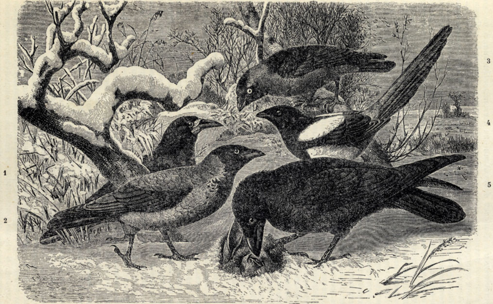 1.  (Corvus frugilegus). 2.   (Corvus cornix). 3.  )Coloeus monedula). 4.  (Pica rustica). 5.  (Corvus corax)