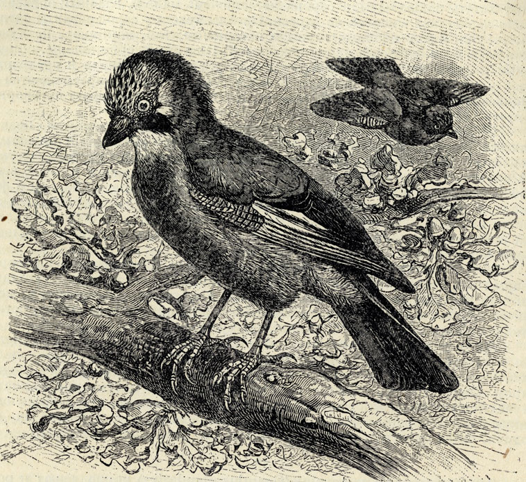    (Garrulus glandarius); 1/3 . 