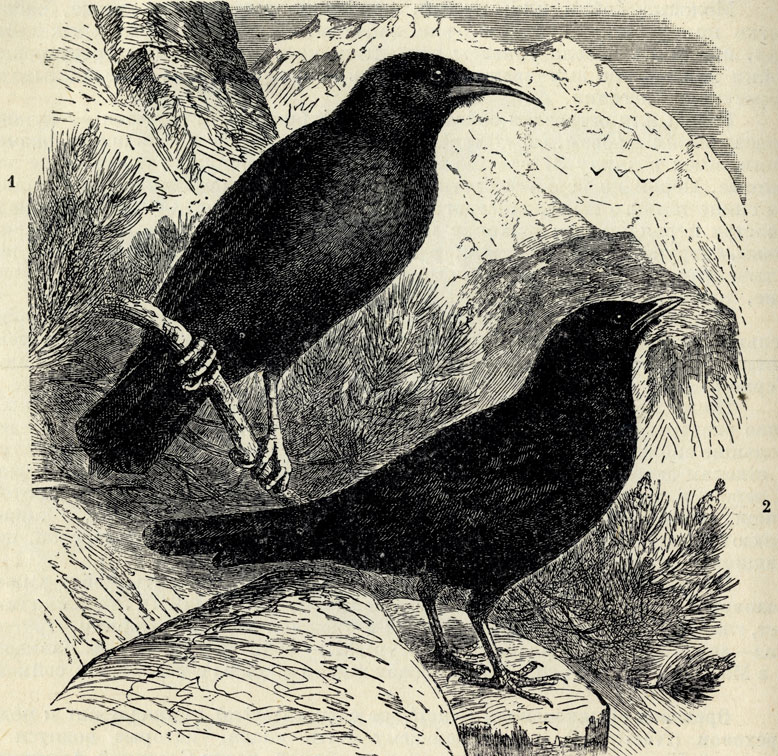 1.  (Pyrrhocorax graculus). 2.   (Pyrrhocorax alpinus); 1/3 . 