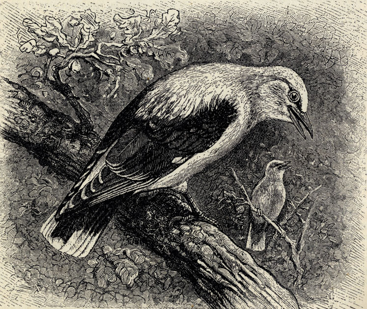   (Oriolus galbula); 1/2 . 