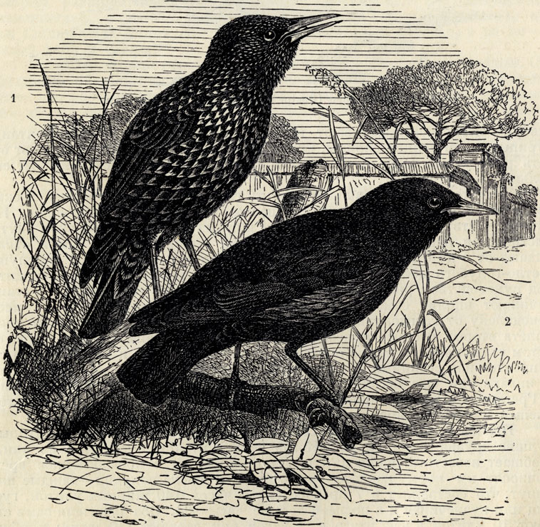 1.   (Sturnus vulgaris). 2.   (Sturnus unicolor}; 3/2 . 
