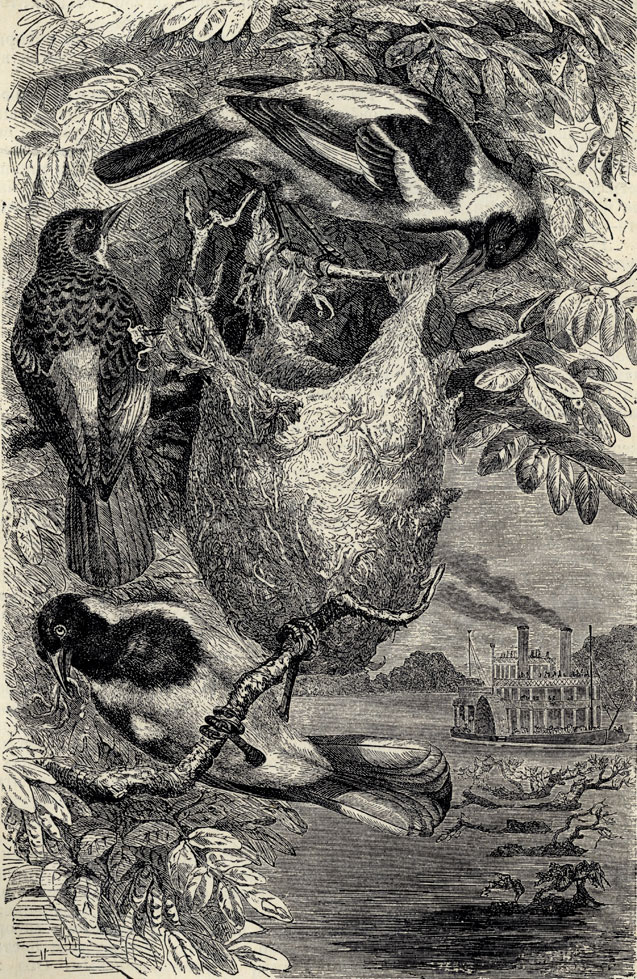   (Icterus galbula)