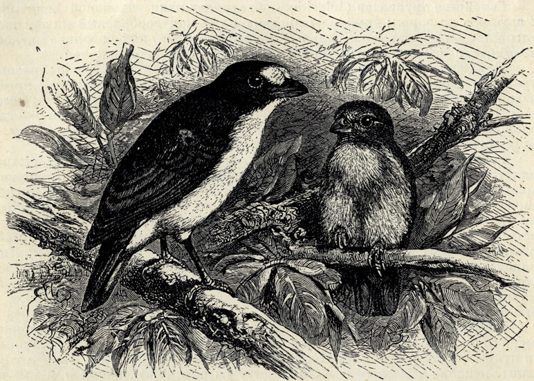   (Euphonia violacea); 4/5 . 