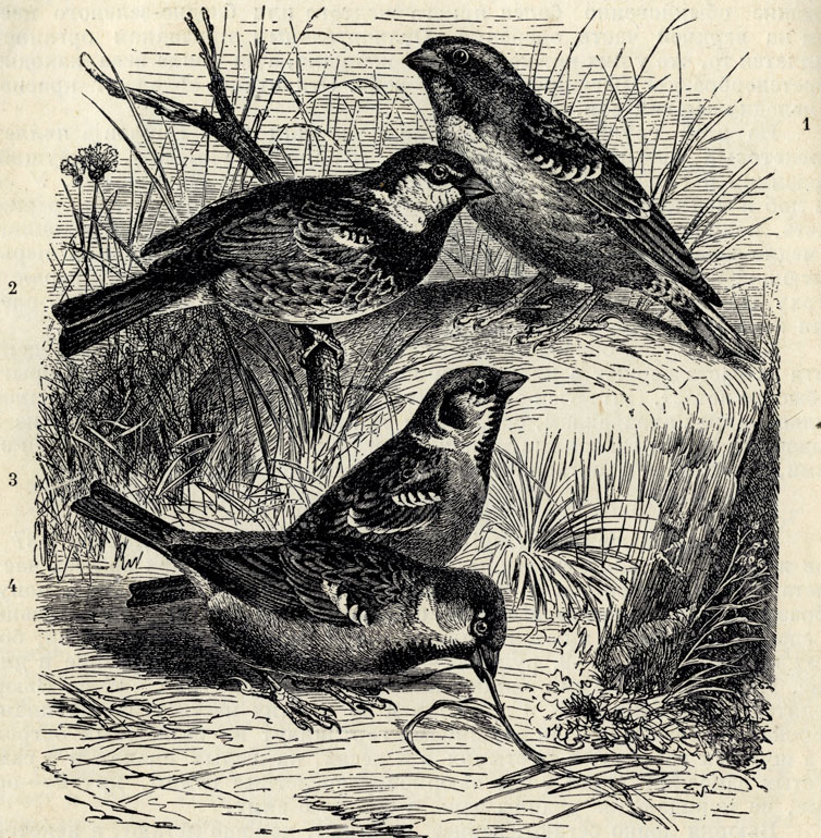 1.   (Passer petronius). 2.   (Passer hispaniolensis). 3.   (Passer montanus). 4.   (Passer domesticus); 1/2 . 