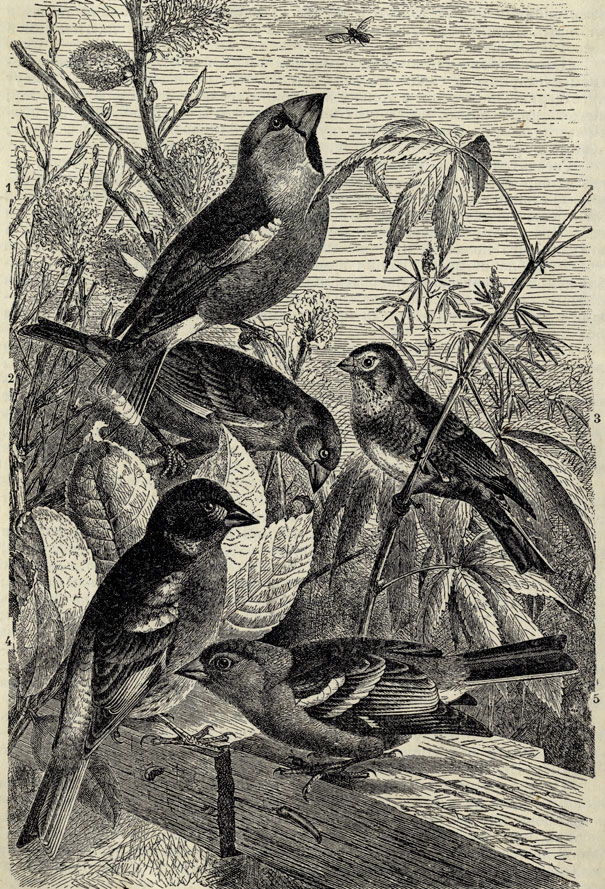 1.  (Goccothraustes vulgaris). 2.  (Chloris hortensis). 3.  (Acanthis cannabina). 4.  (Fringilla coelebs). 5.  (Fringilla montifringilla)