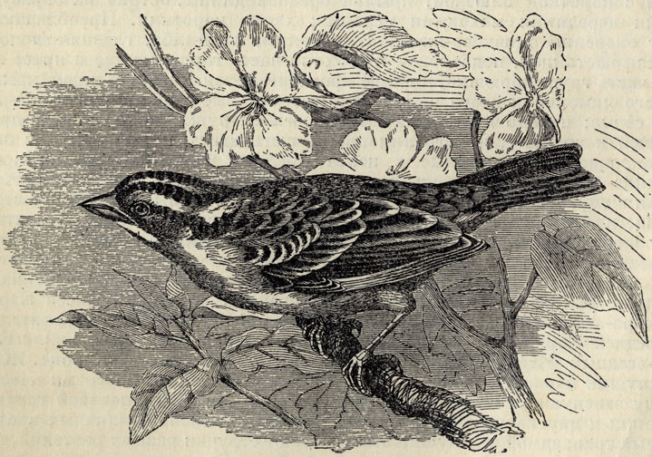   (Zonotrichia albicollis); 2/3 . 