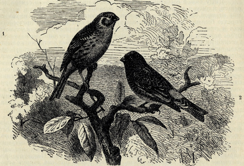 1.  (Serinus hortulanus). 2. - (Serinus pusillus); 