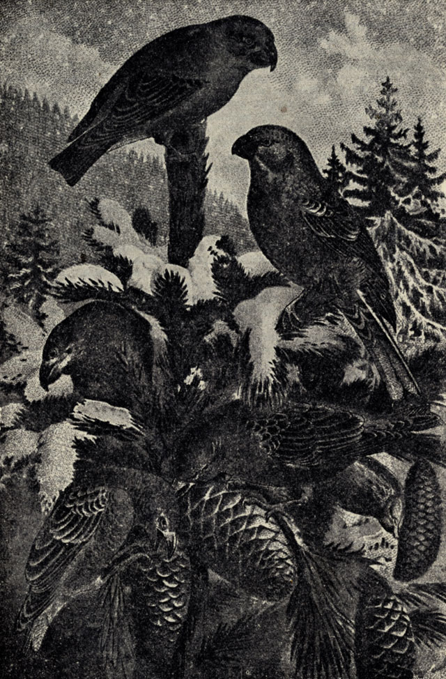 1.  (Pinicola enucleator). 2.  (Loxia pithyopsittacus)
