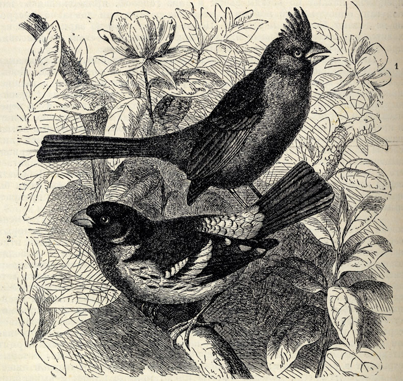 1.   (Coccoborus virginianus). 2.   (Coccoborus ludovicianus); 5/8 . 