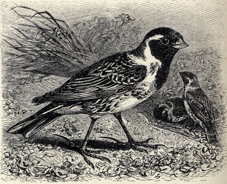   (Galcarius lapponicus); 2/3 . 
