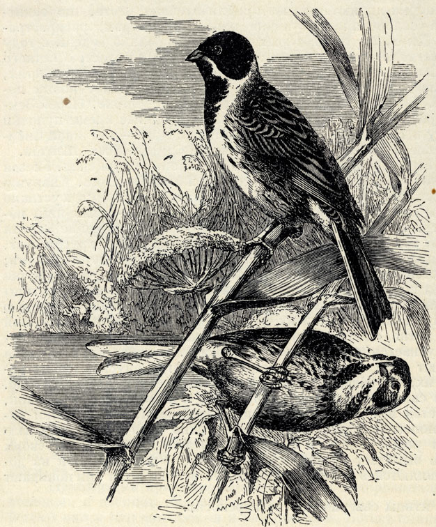   (Emberiza schoeniclus); 1/2 . 