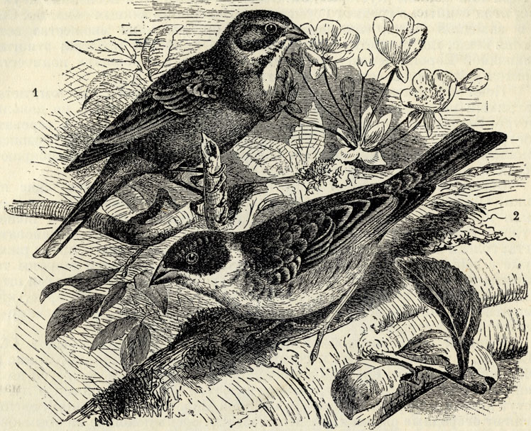 1.  (Emberiza hortulana). 2.   (Emberiza melanocephala); 5/8 . 