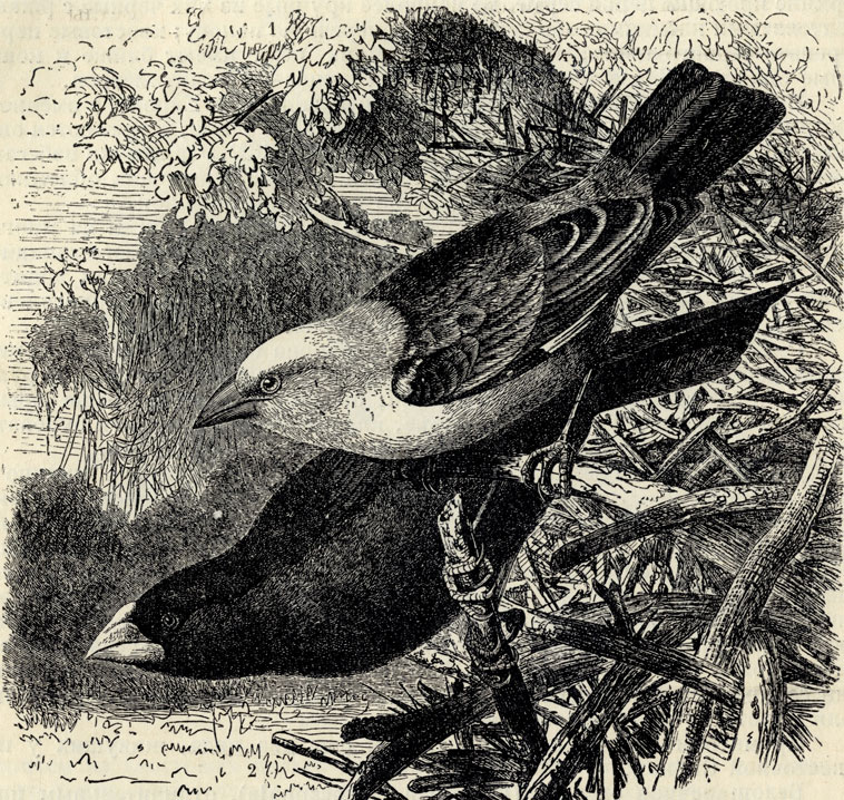 1.   (Textor dinemelli). 2.   (Textor albirostris); 1/2 . 