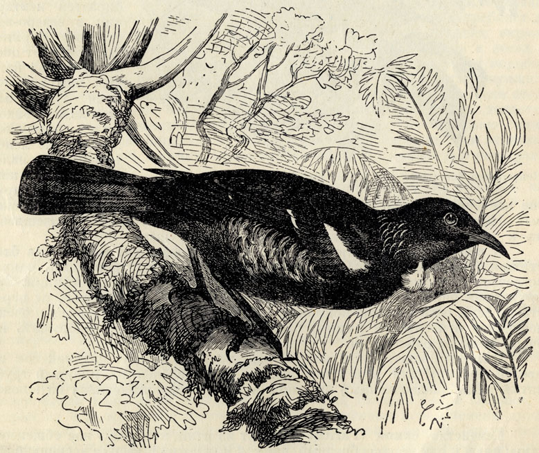  (Prosthemerada novae-sealandiae); 3/10 . 
