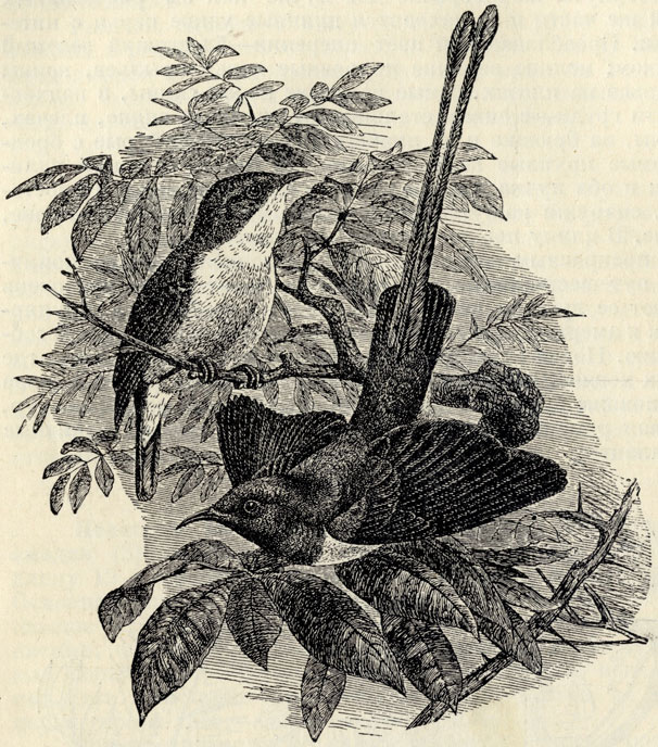   (Nectarinia metallica); 2/3 . 