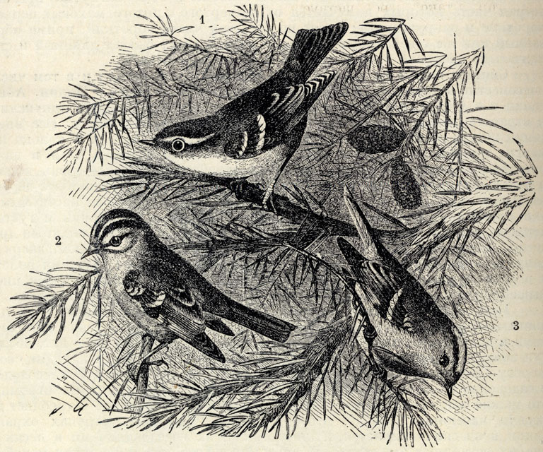 1. - (Phylloscopus superciliosus). 2.   (Regulus ignicapillus). 3.   (Regulus cristatus); 1/2 . 