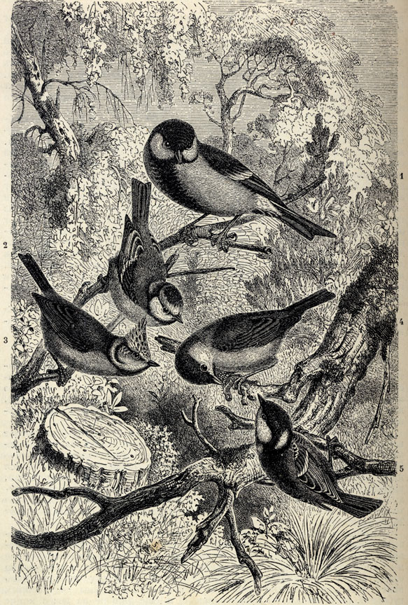 .   (Parus major). 2.  (Parus caeruleus). 3.  (Parus cristatus). 4.   (Parus fruticeti). 5.  (Parus ater)