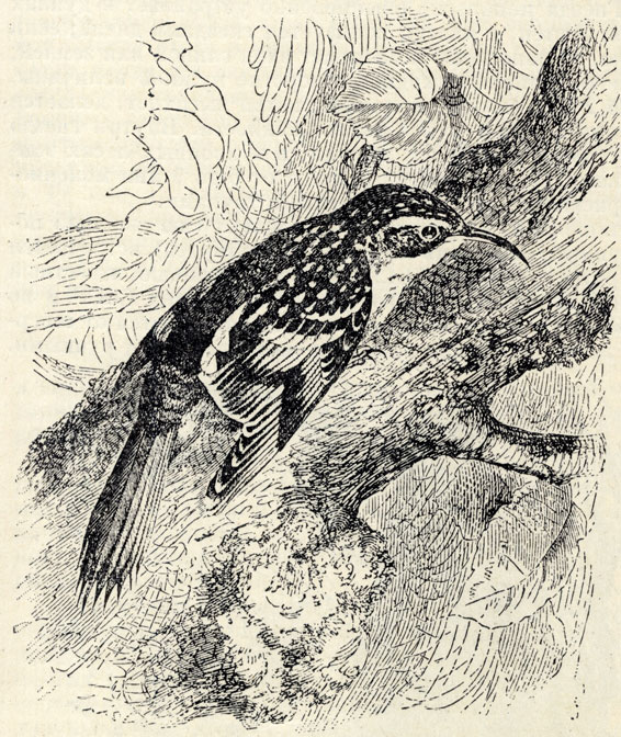 - (Certhia familiaris); 5/6 . 