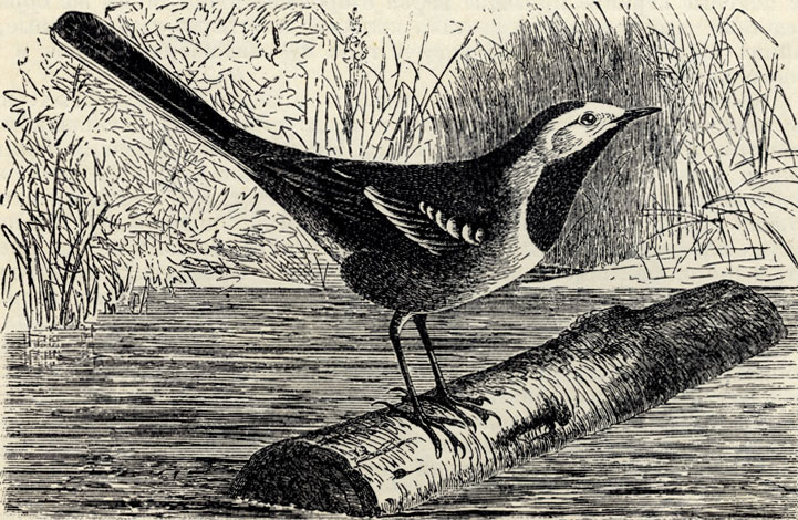   (Motacilla alba); 3/5 . 