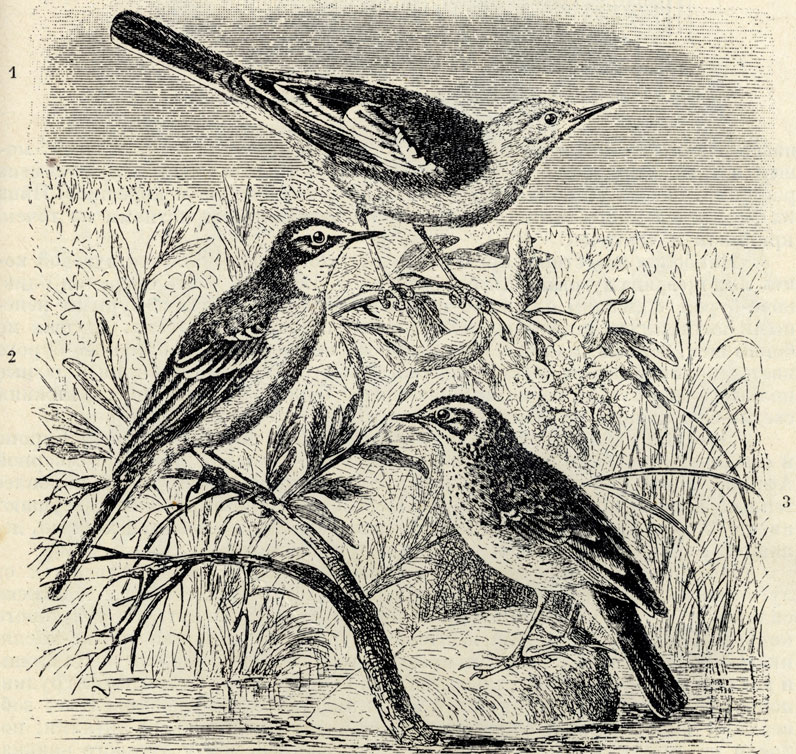 1.   (Budytes citreolus). 2.   (Budytes flavus). 3.   (Anthus pratensis); 1/2 . 
