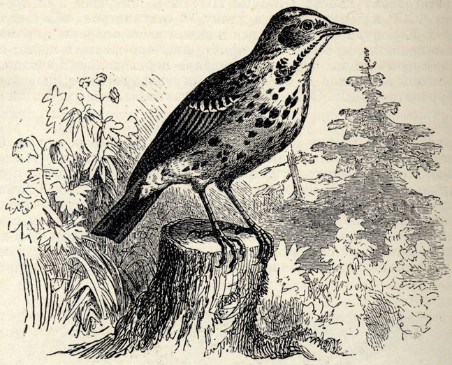   (Anthus trivialis); 2/3 . 