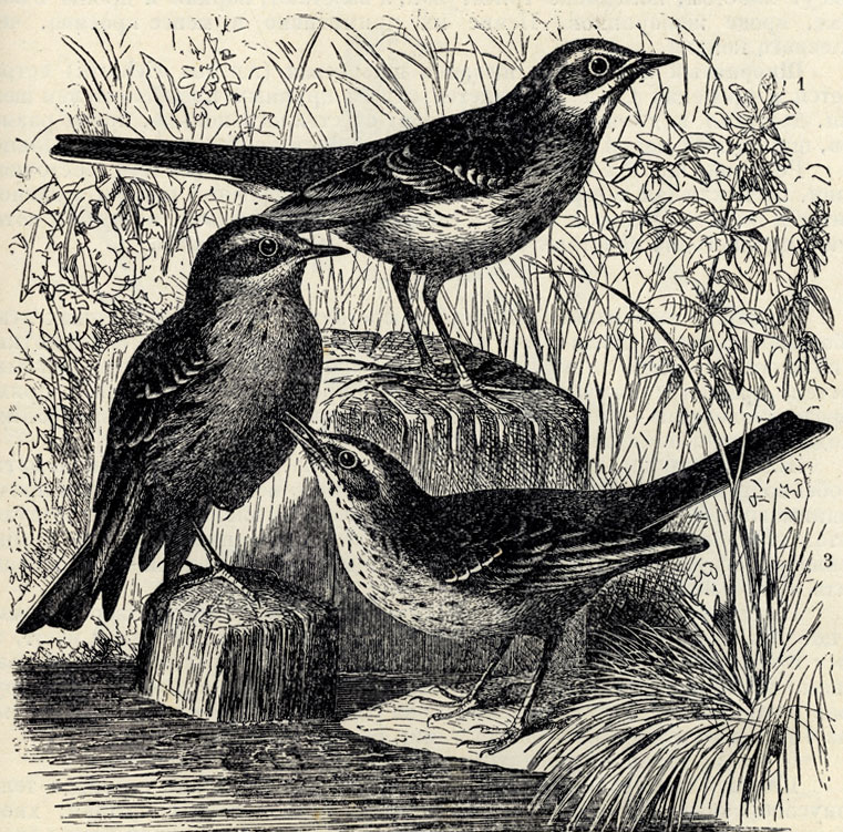 1.   (Anthus richardi). 2.   (Anthus spinoletta). 3.   (Anthus campestris); 1/2 . 