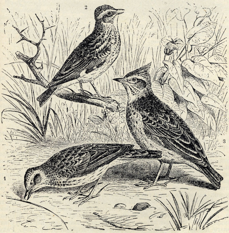 1.   (Alauda arvensis). 2.   (Galerita arborea) 3.   Galerita cristata); 2/5 . 