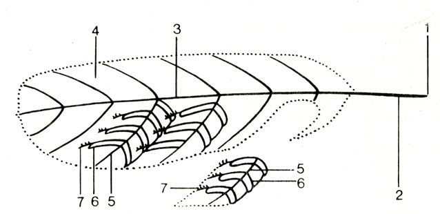 . 9.     ( . ): 1 -  ; 2 - ; 3 - ; 4 - ; 5 - ; 6 -  ; 7 - 