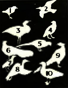 . 2. 1.  . 2.  . 3.   . 4.  ,  . 5.  . 6.   . 7.  . 8.   . 9.   . 10.  