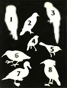 . 11. 1.   . 2.   . 3.  -. 4.  -. 5. ,  , . 6.   . 7.  . 8. 