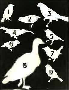 . 15. 1.  . 2.  -. 3.   . 4.  -. 5.  . 6.   . 7.   . 8.  ,  . 9.  -