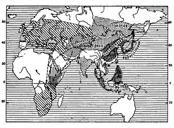 . 19.    . ( , 1927.)   ( )      (Lanius cristatus L.),      (L. . collurio L.);   