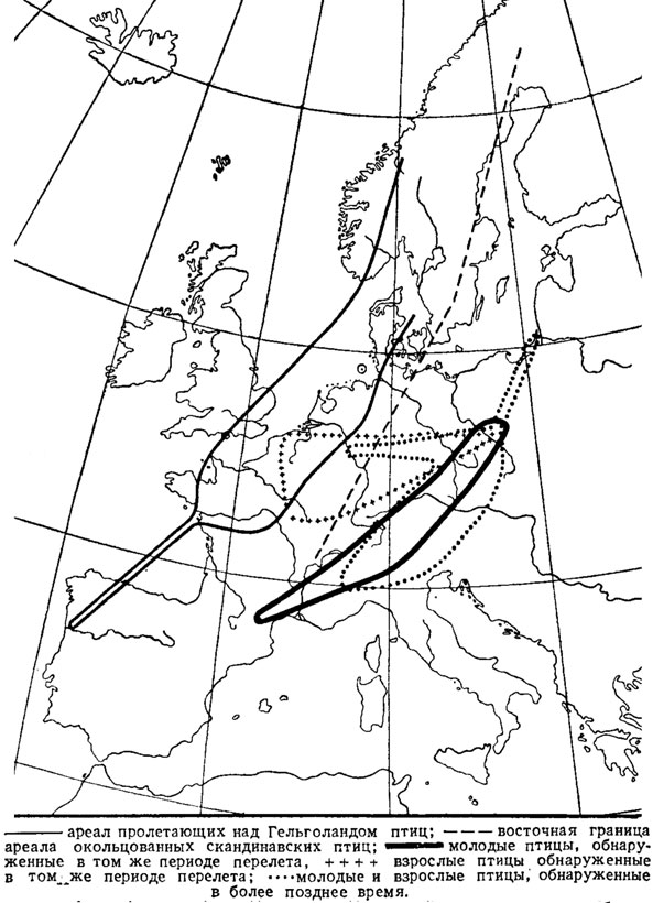 ���. 39. ���� �� ��������� ����������� ��� ������������ �������������� Acciplter nisus L. (�� ������, 1938.)