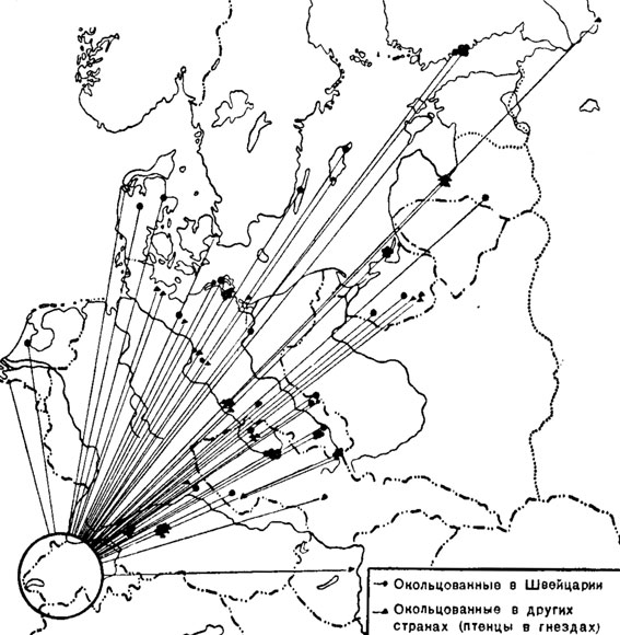 ���. 41. ����� ������� ������- � ����������������� ������������ ���� (Larus ridibundus) � ���������. ����� ��������� ����� ������������ � ������� ��������. (�� �������, 1938.)
