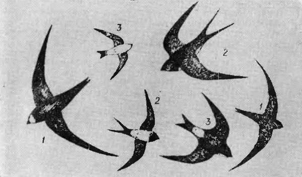 . 8.    (1),  (2)   (3) .  -  ,  -  