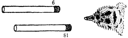 . 41.  ''