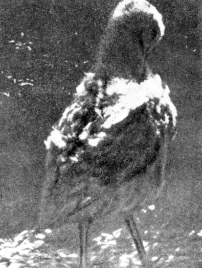  11.      