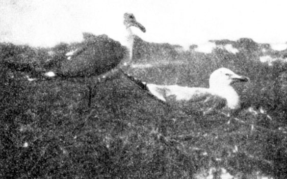  15.   -    