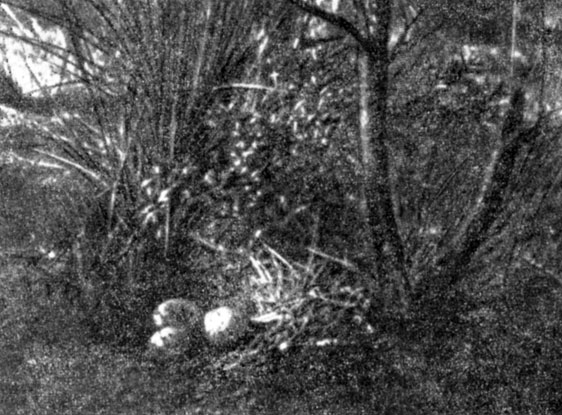  25.    