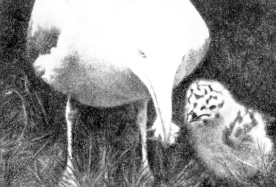  33.      