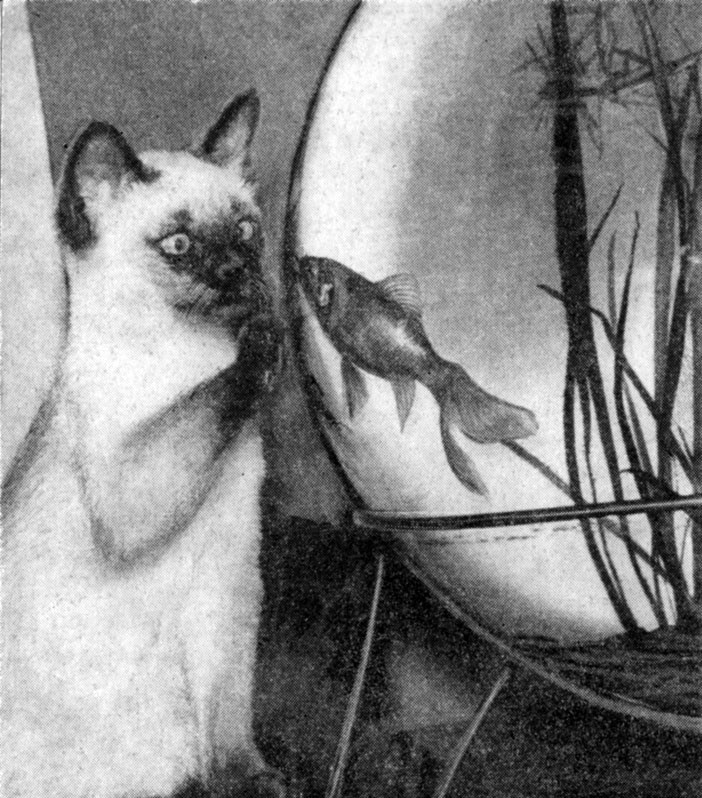 '  ,   '. -    