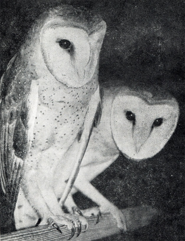 1.    ,      ,    (Tyto alba) -     .     ,  1973 .