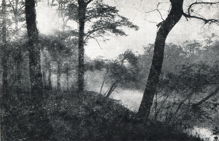 4.    ,   , ,             (Otus bakkamoena). ,  . ,  1971 .