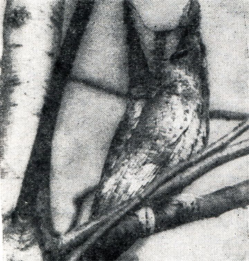 5.        ,  .     ,    .  ,  1971 .  . . 