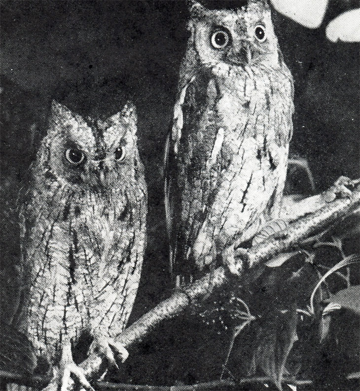 16.    ,        	       (Otus scops).    ,     .    ,  	.      ,      , 	     .     ,  1973 .