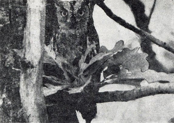 17.       ,	       .  ,  1954 .  . . 