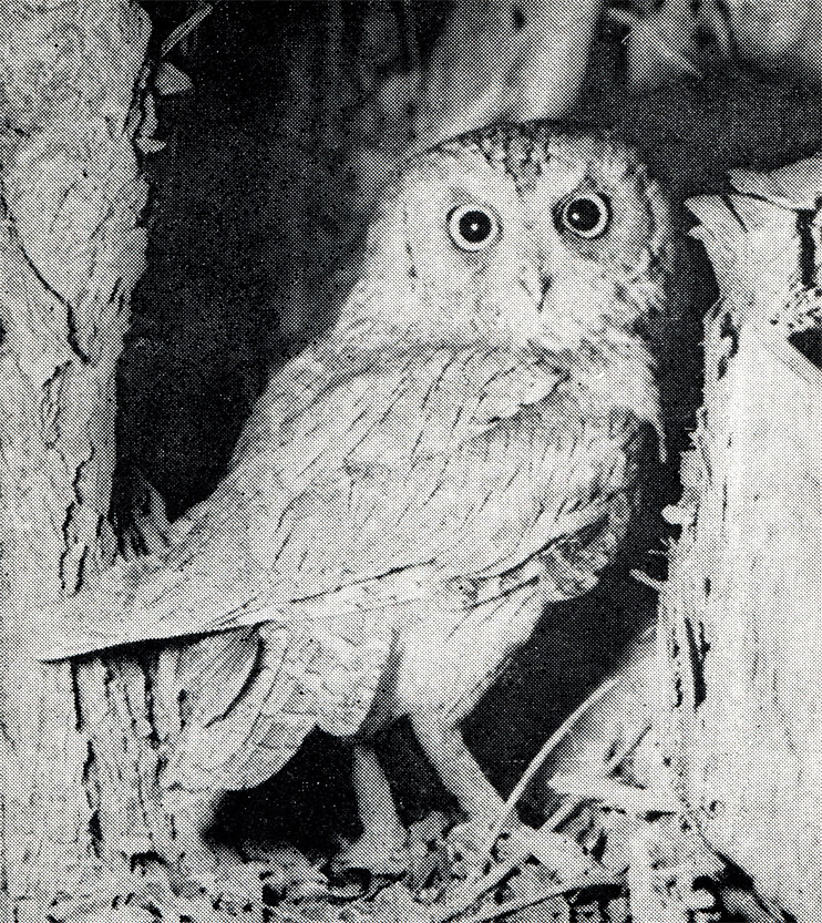 19.    ,     ,      (Otus brucei).      ,              .  ,  1969 .  . . 