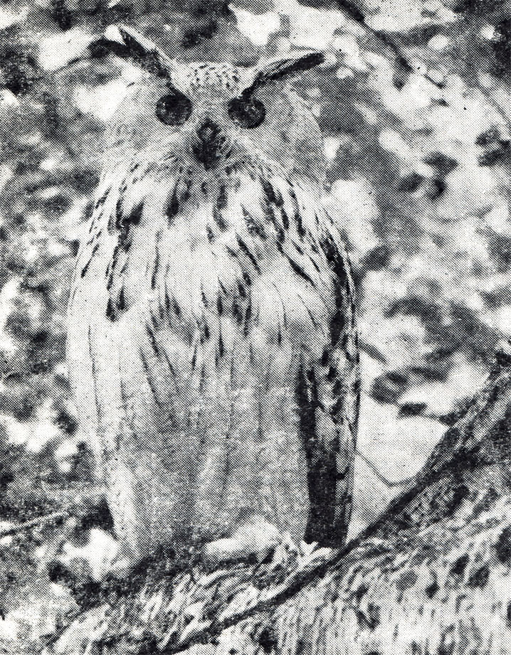 22.  (Bubo bubo), ,      .   	,    ,    .  ,  1962 .
