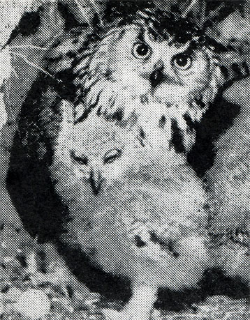 25.  ,  ,  .         .  ,  1965 .  3. . 
